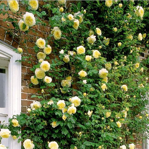 Нарциссово-желтая - Лазающая плетистая роза (клаймбер) 